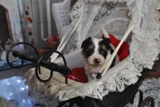 Biewer Yorkshire Terrier