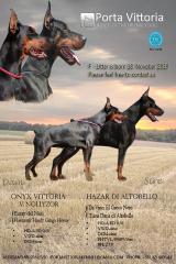 Top qualität dobermann welpen