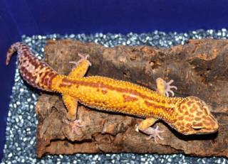1. 0 LEOPARDGECKO ZUCHTMÄNNCHEN APTOR DENARO-GECKOS