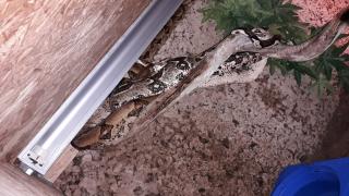 1 Boa Constrictor Imperator Mixboas
