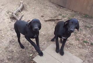 Vizsla-Labrador wartet auf neue Hundeeltern