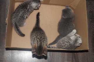 BKH Tabby Kitten in Liebevolle Händy abzugeben Britische Kurzhaar Katzen