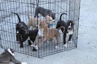 Pitbull Terrier Welpen