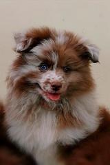 Mittelspitzrüdenwelpe merle mit blauen Augen