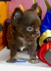Chihuahua Babys Schoko tan Langhaar