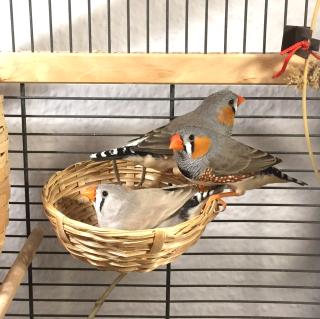 3 Zebrafinken zu verschenken