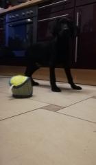 Weimaraner-Cockermix Welpe
