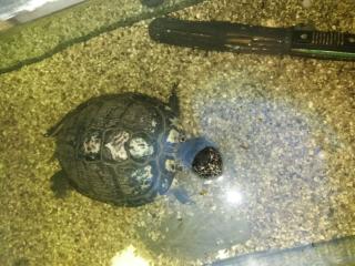 Gelbwangenschildkröte Felix sucht ein neues Zuhause auf Lebenszeit