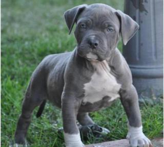 Suche american pitbull Welpen