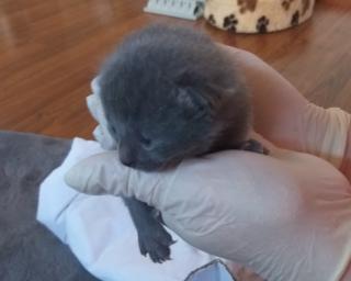Original Chatreux Kitten