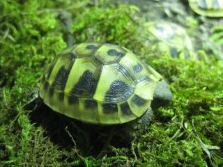 Griechische Landschildkröten