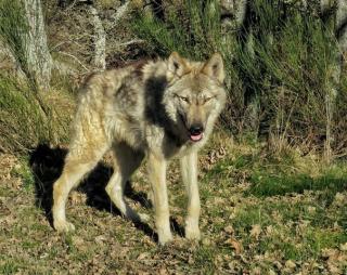 Amerikanische Wolfhundwelpen - Amerikanische Wolfshunde