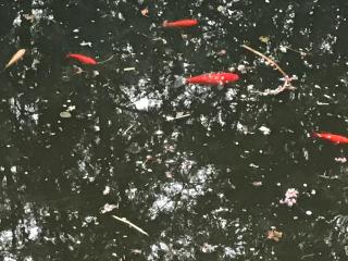 Goldfische aus unserem Biotop zu verschenken