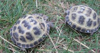 Vierzehenschildkröten / Steppenschildkröten NZ 2021