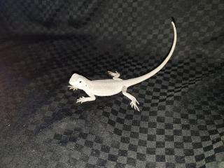 Seltene weiße Zero und Rote Bartagamen Pogona Vitticeps Abzugeben