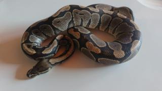 Königspython 1. 0 DNZ 2021 Python regius