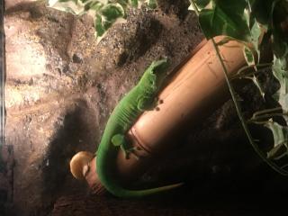 Madagaskar Taggecko Phelsuma Grandis zu verkaufen