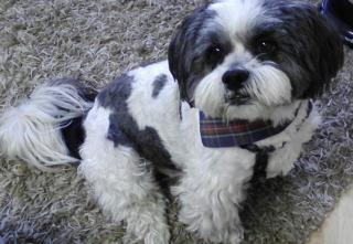 Suche einen Hund Welpe bis 1 Jahr
