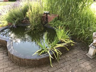Goldfische kostenlos abzugeben