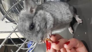 Chinchillas suchen ein neues zu Hause