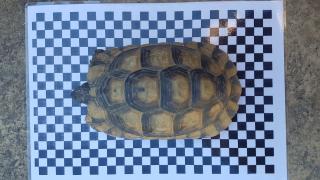 Breitrandschildkröten Testudo marginata