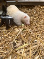 Stinktiere aus 05 20 abzugeben