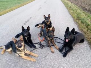 Schäferhunde von der Schwertfellnerfarm