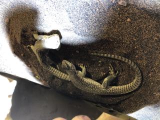 Suche Wüstenleguan-Weibchen Dipsosaurus dorsalis