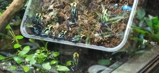 Dendrobates tinctorius Robertus