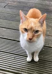 Katze sucht ein zuhause