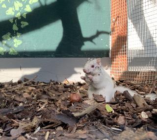 Weißes streifenhörnchen zu verschenken