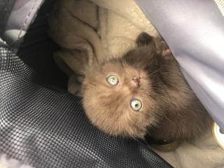 Britisch Kurzhaar Bärchen Kater in braun