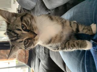 Liebe BKH Katze und Persermix Katze abzugeben