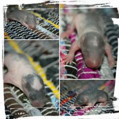 Ratten Hobbyzucht Candy Rats WIR HABEN WELPEN 10084