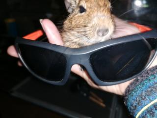Degu Weibchen sucht Anschluss