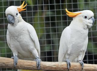 Suche Orangehaubenkakadus Orangehauben Kakadu