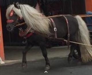 Biete pony shetty deckhengst