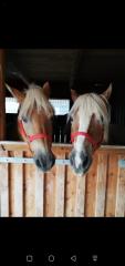 Biete Reitbeteiligung auf 2 Haflinger
