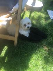 Süßer Bichon Fris -Westi Welpe abzugeben