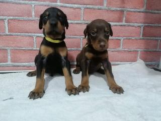 Dobermann welpen in Schwarz und Braun