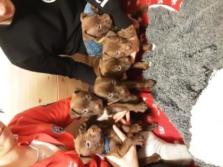 Red Nose Pitbull