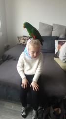 Suche Neuguinea Edel Papagei