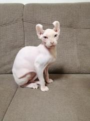Sphynx Elf
