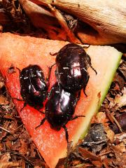Käfer Rosenkäfer Protaetia formosana L3 Larven