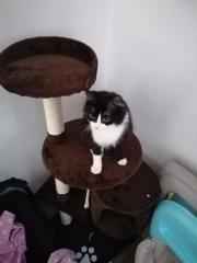 Katzen abzugeben
