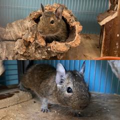 2 männliche Degus