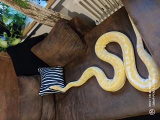 Einen schönen tiger Python