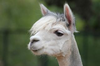Lama Wallach für Therapie gesucht