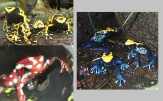 Dendrobaten Pfeilgiftfrösche subadult, abzugeben