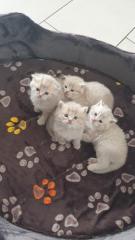 BKH Kitten